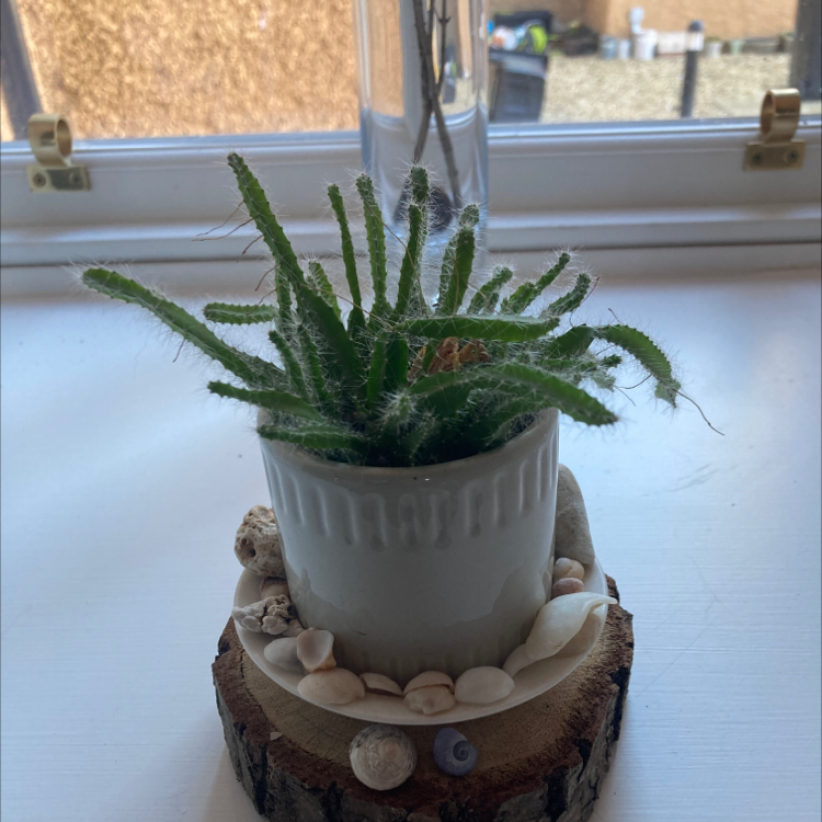 Dog Tail Cactus in a white pot on a wooden base with decorative stones.