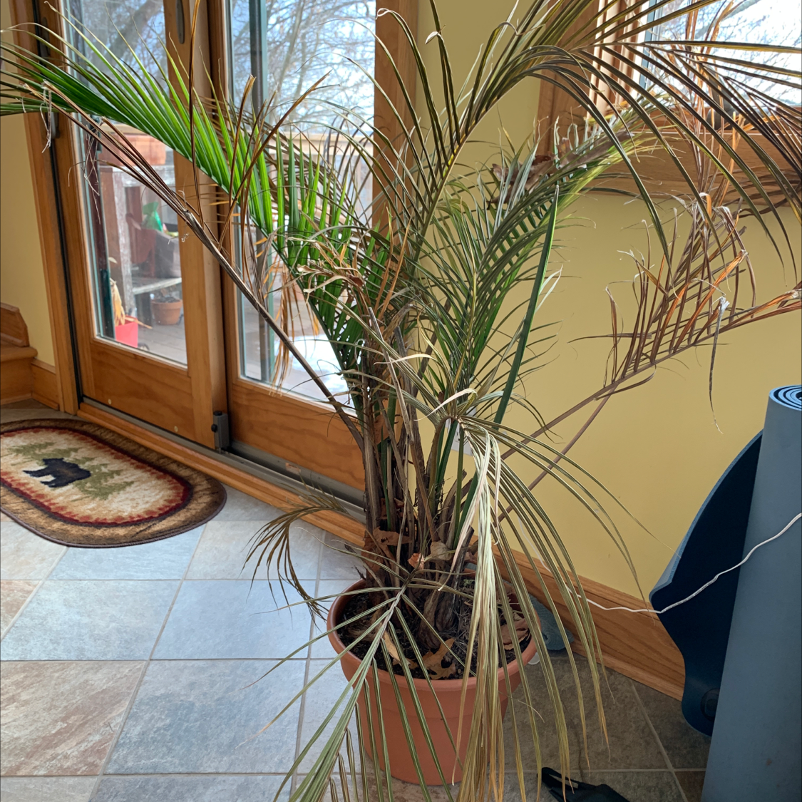 Large potted Areca Palm in corner of room, showing some yellowing on lower fronds. Plant is overall healthy and lush.