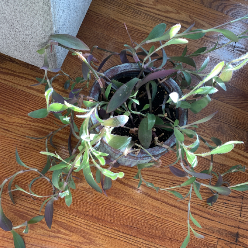 Purple Heart plant photo by @Jemb3 named Medusa on Greg, the plant care app.
