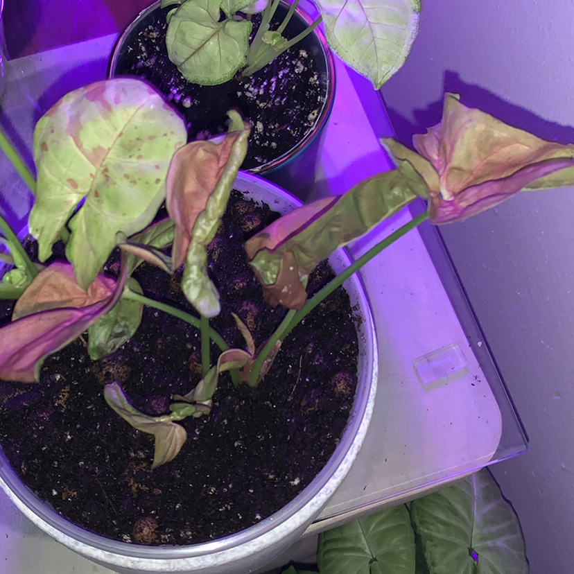 Confetti Syngonium plant with wilting and discolored leaves in a pot. Soil is visible.