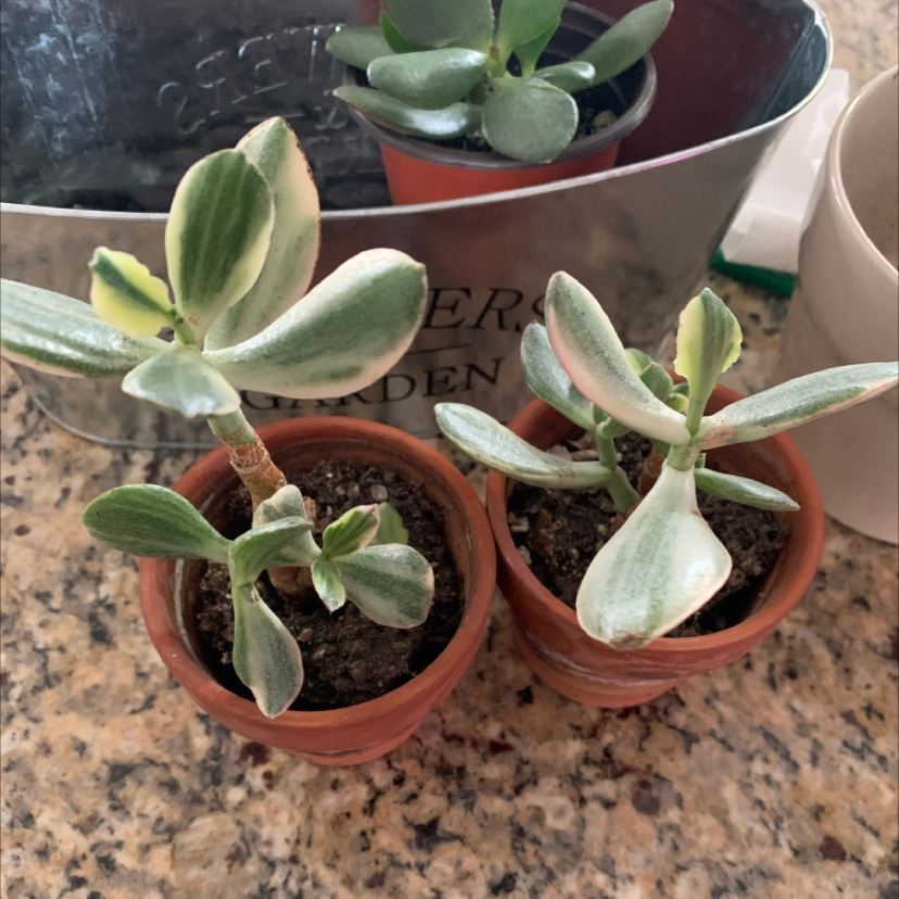 Two healthy variegated jade plants in terracotta pots with visible soil.