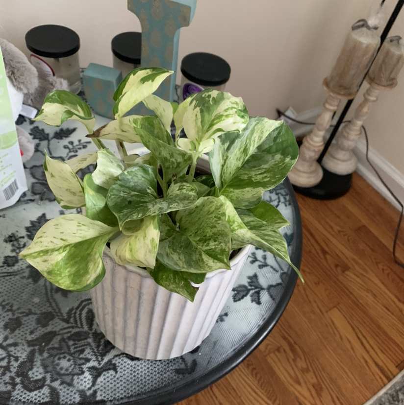 Manjula Pothos plant in a white pot on a table with variegated green and white leaves.