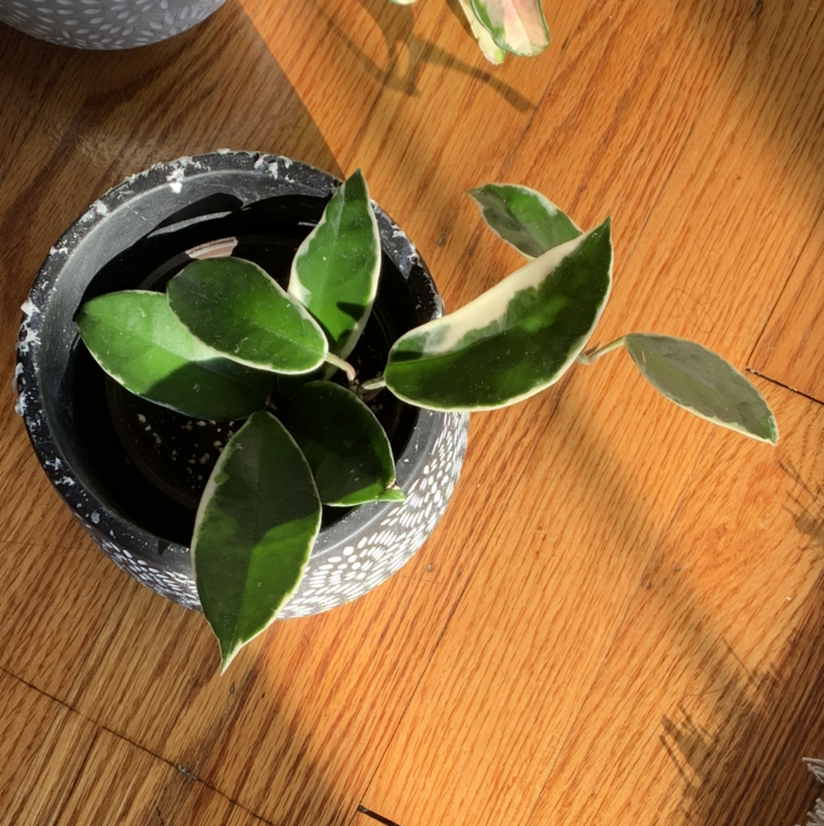 Variegated Hoya carnosa 'Compacta' in a pot on a wooden surface, healthy variegated leaves.