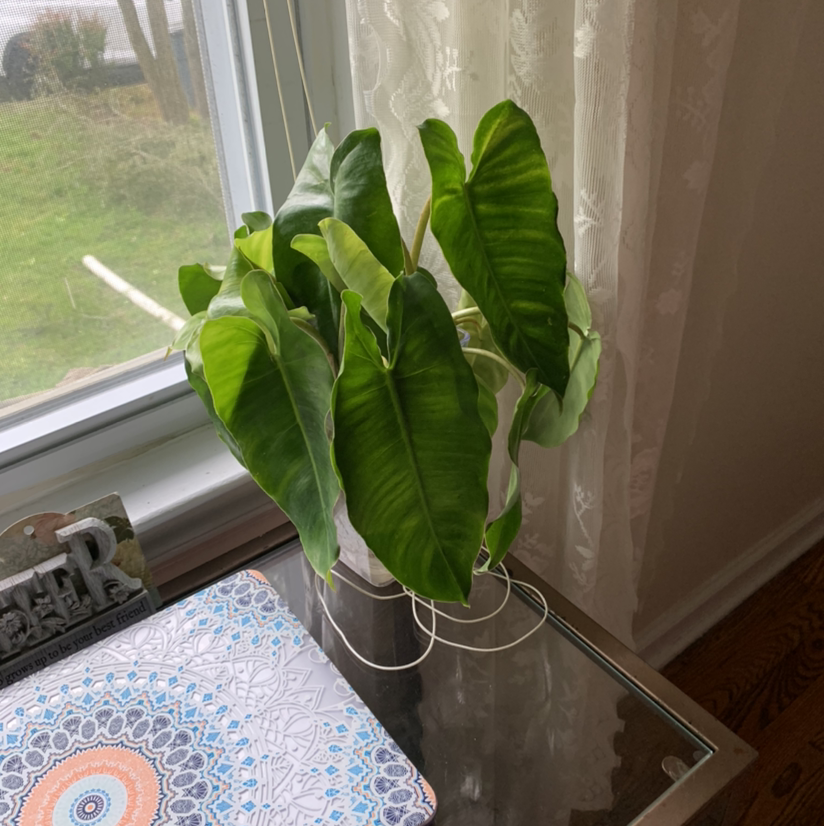 Burle Marx plant on a table near a window with healthy green leaves.
