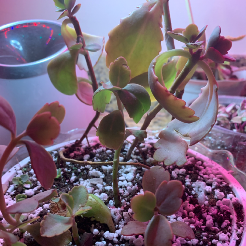 Potted Lavender Scallops plant with visible soil and slight leaf discoloration under artificial lighting.