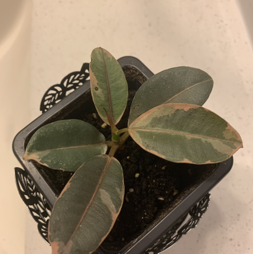 Ficus 'Ruby' plant in a small pot with some browning on the leaf edges.