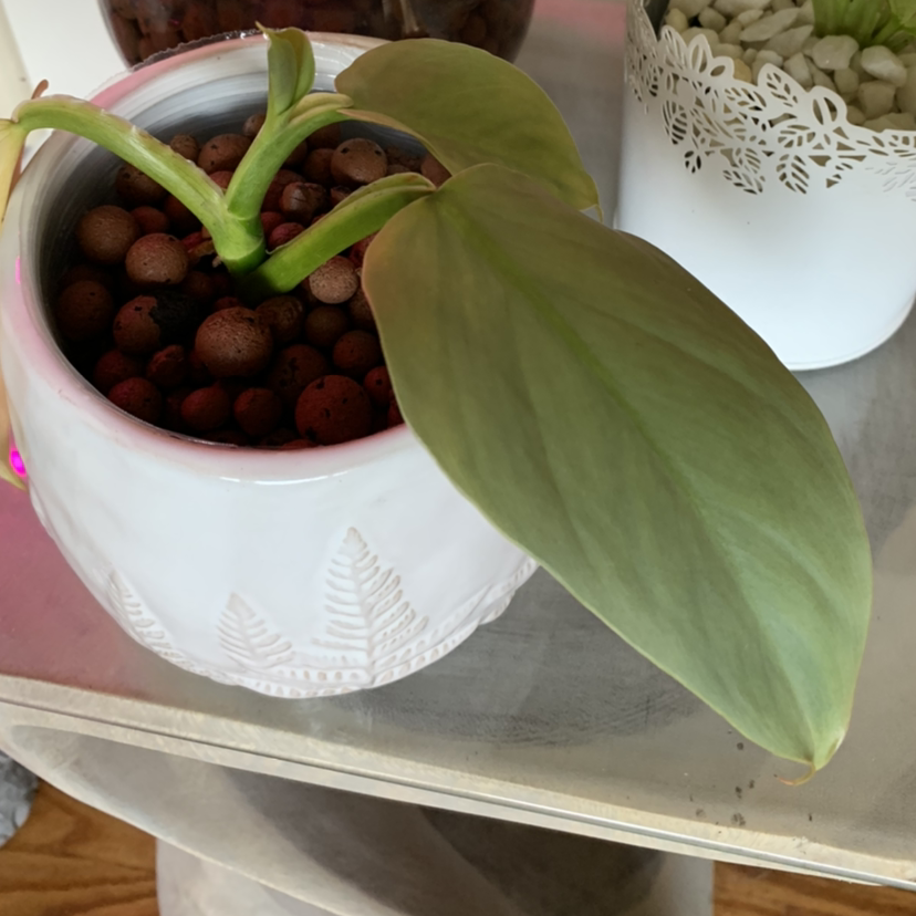 Silver Sword Philodendron in a white pot with decorative patterns, planted in clay pebbles.
