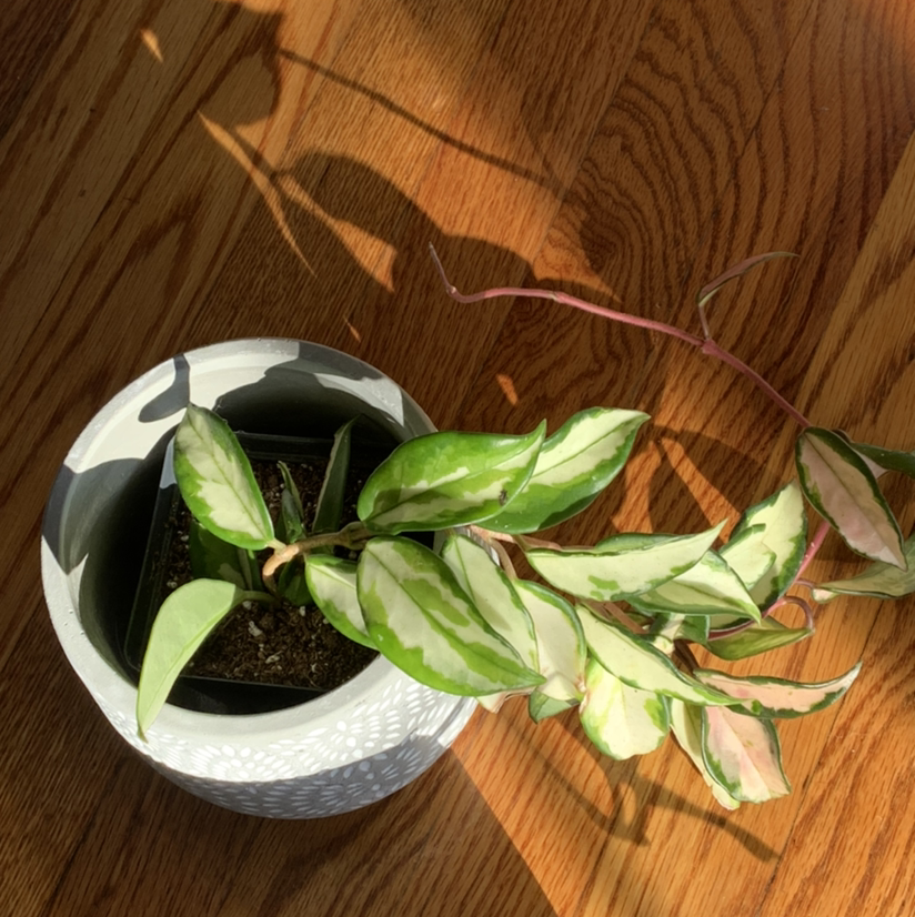 Hoya Carnosa Tricolor plant in a pot on a wooden floor with variegated leaves.