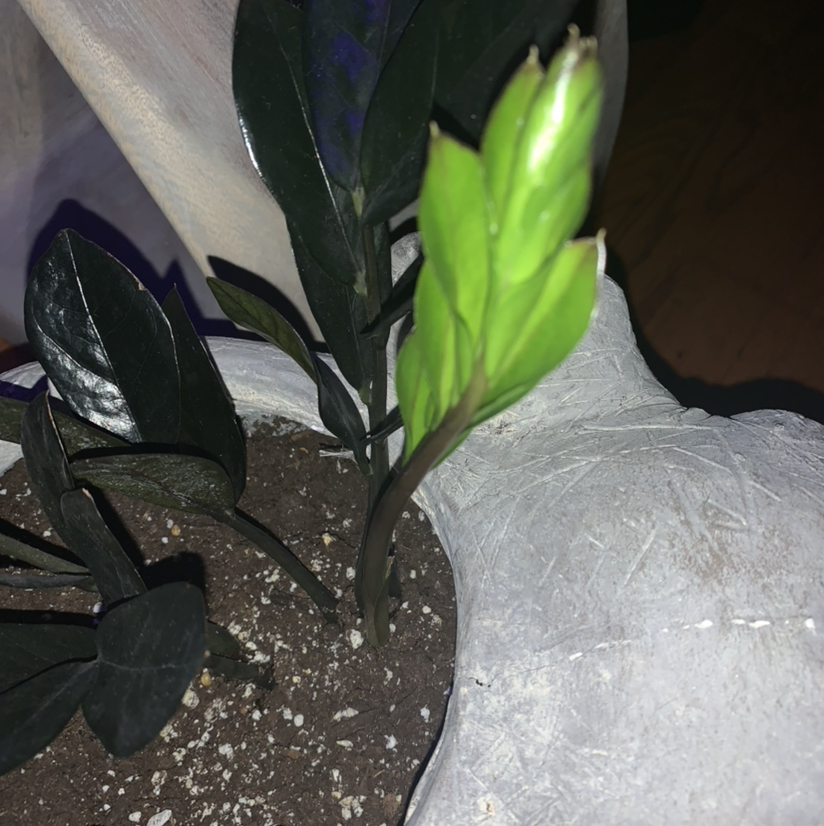 Raven ZZ Plant plant photo by @Jemb3 named Babar on Greg, the plant care app.