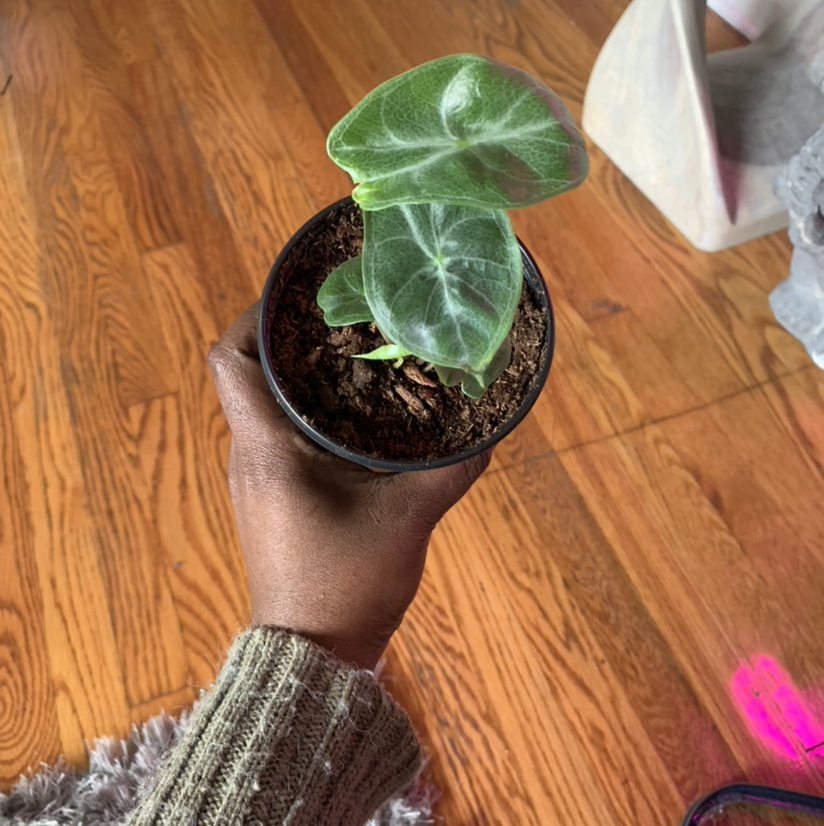 A healthy Silver Dragon plant with dark green leaves and silver veins in a small pot, held by a hand.