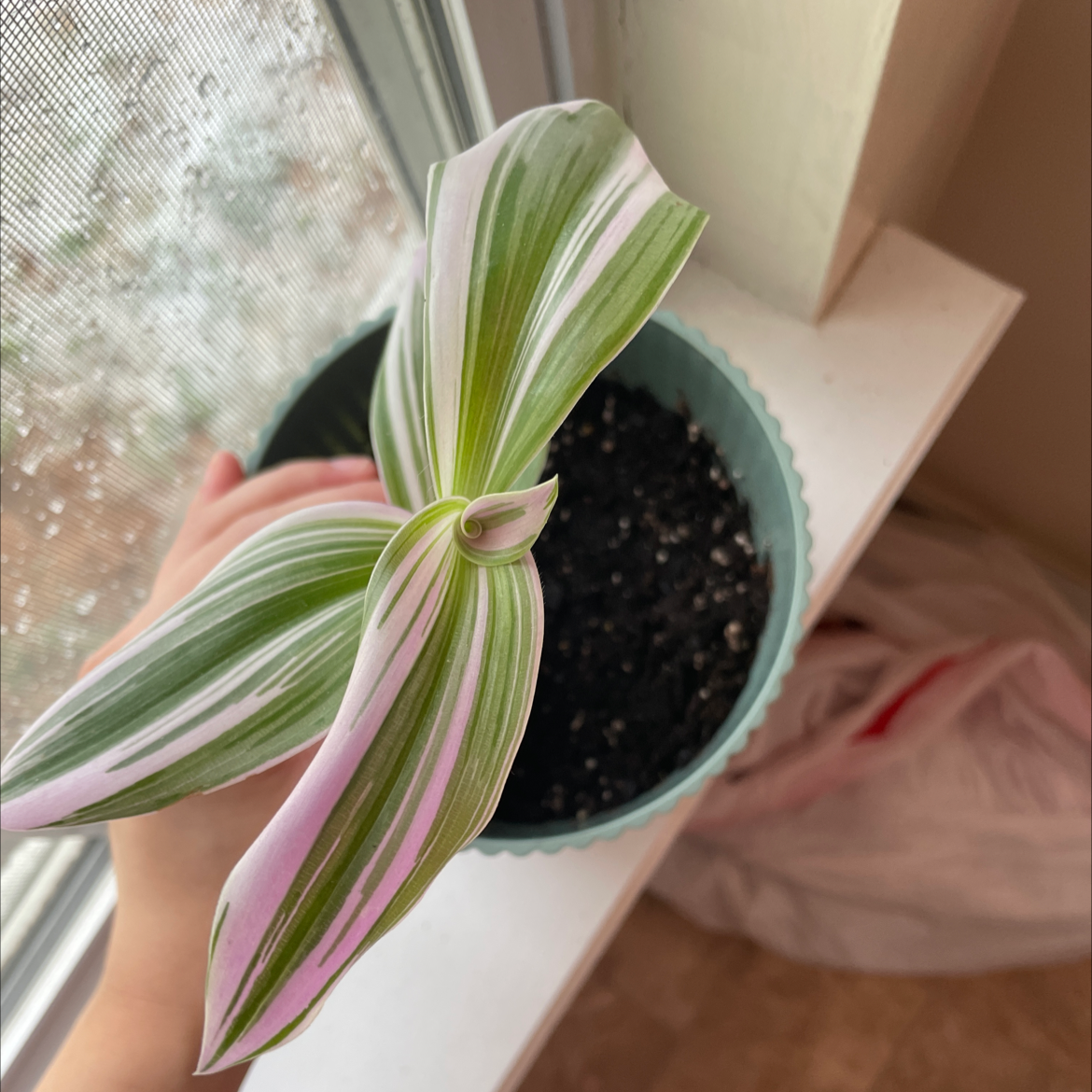Tradescantia Nanouk plant photo by @Marli_andme named Mariela on Greg, the plant care app.