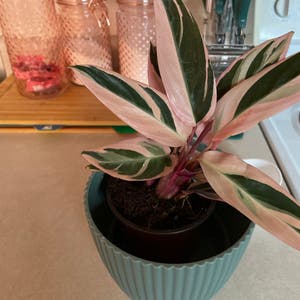 Triostar Stromanthe plant photo by @Marli_andme named Luna on Greg, the plant care app.