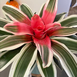 Blushing Bromeliad plant in Clarksville, Tennessee