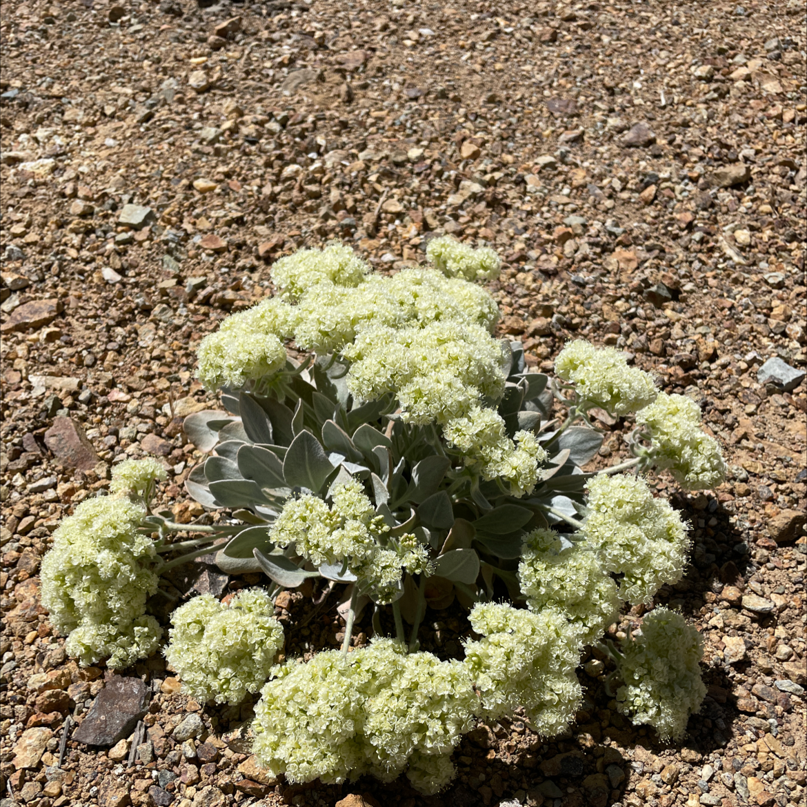 Photo of the plant species Lobb's Buckwheat by @QuotableSquash named Your plant on Greg, the plant care app