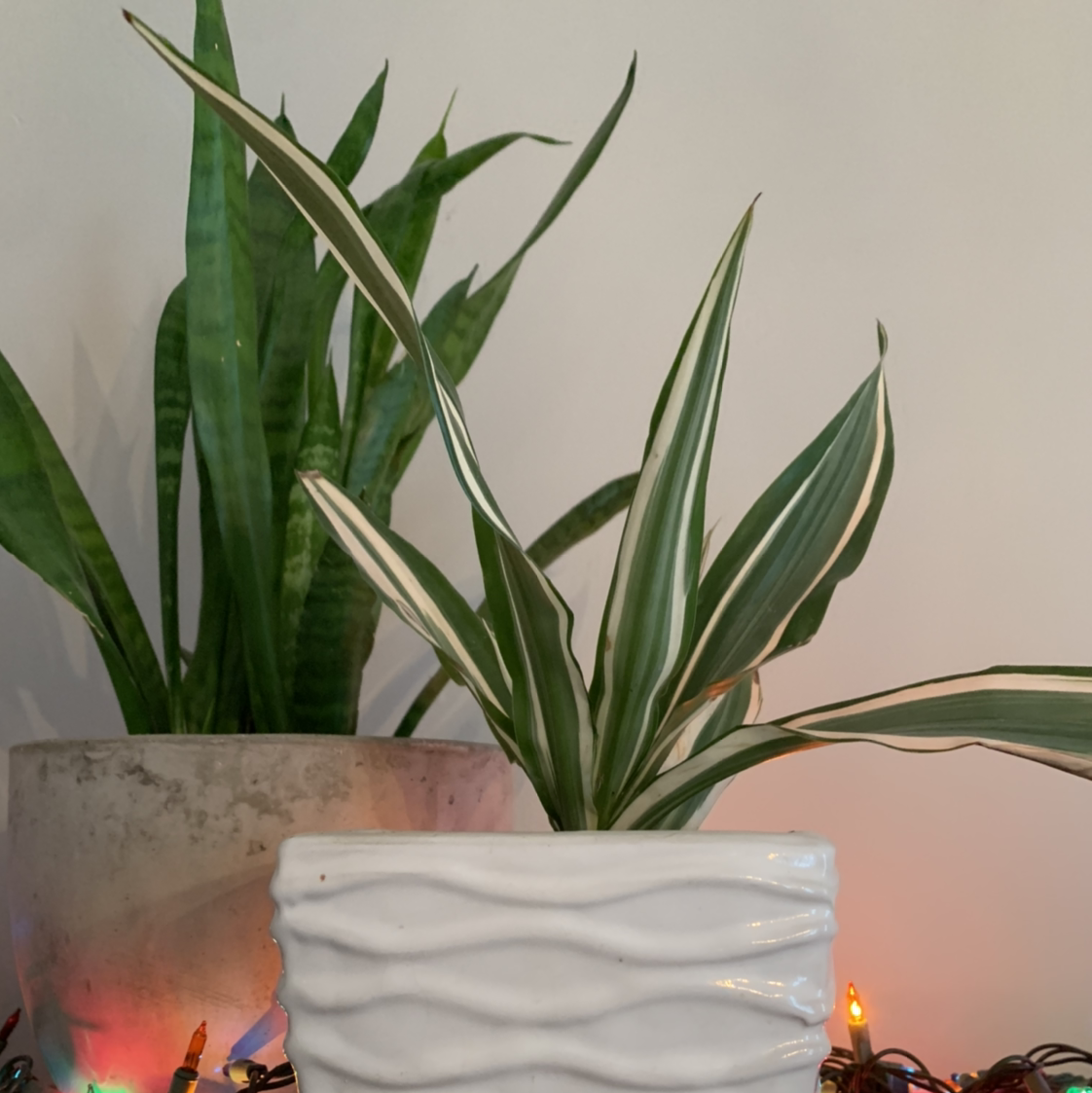 Dracaena 'Warneckii' plant in a white pot with another plant in the background.