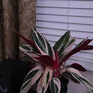 Triostar Stromanthe plant photo by Ramenlechuga named Sage on Greg, the plant care app.