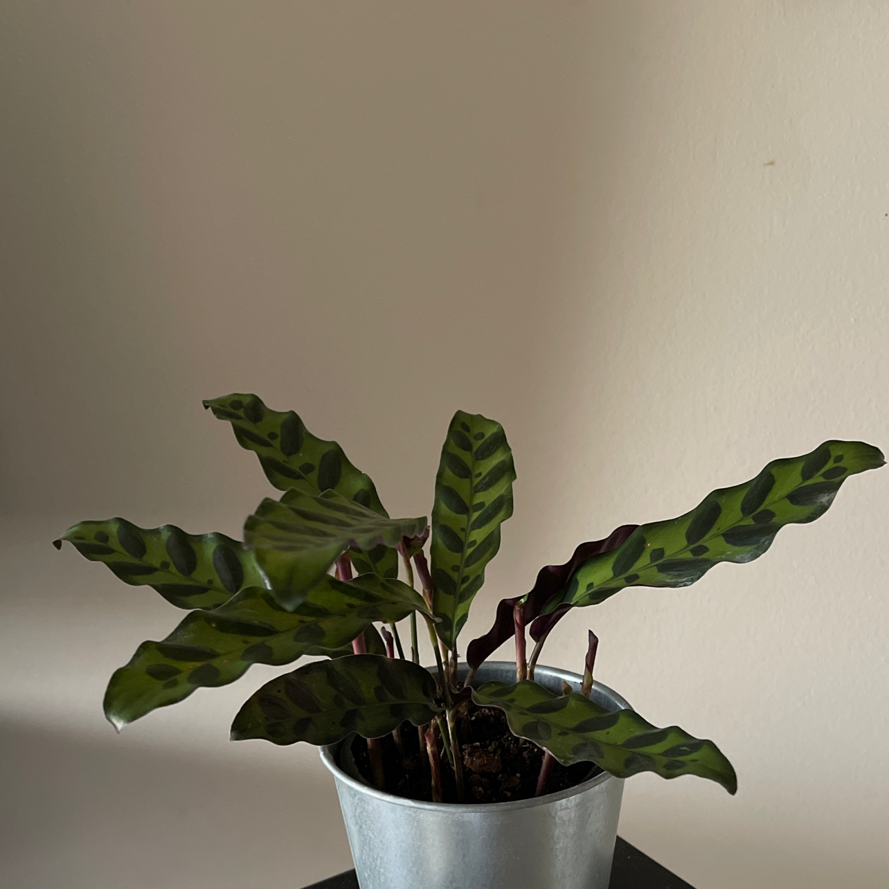 Rattlesnake Plant plant photo by @RamenLechuga named Stella on Greg, the plant care app.