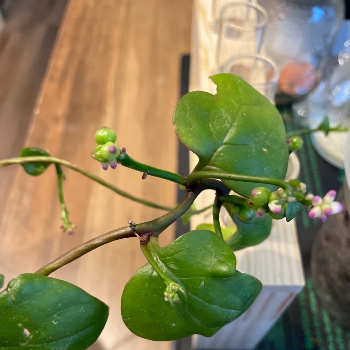 Malabar Spinach plant with healthy green leaves and small flowers.