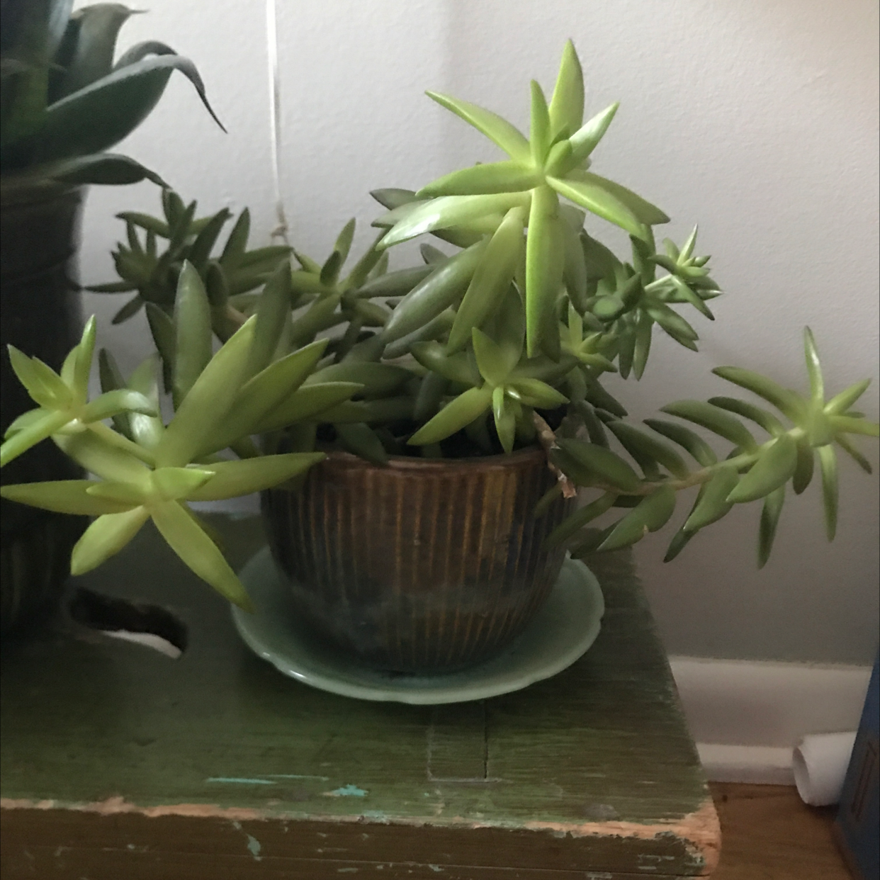 A healthy Pale Stonecrop succulent in a pot with vibrant green leaves.
