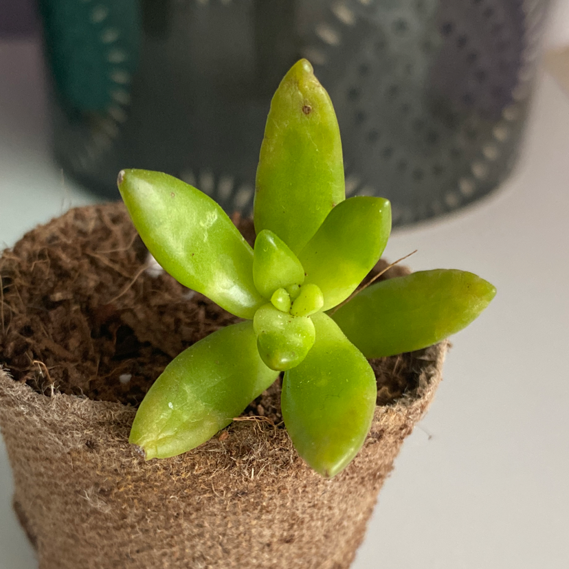 Sedum adolphi 'Golden Glow' plant in a small pot with vibrant green leaves.