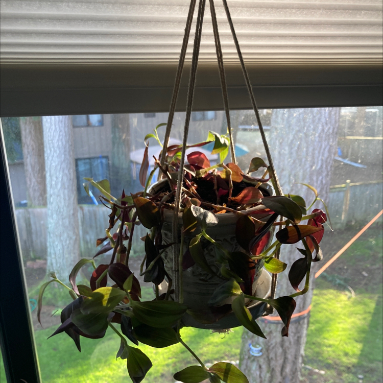 Tradescantia Zebrina plant photo by @ElderWildyam named Agatha on Greg, the plant care app.