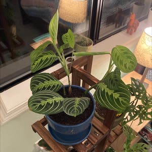 Green Prayer Plant plant photo by @ElderWildyam named Cleopatra on Greg, the plant care app.