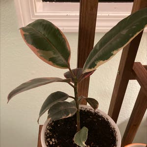 Rubber Plant plant photo by @ElderWildyam named Your plant on Greg, the plant care app.