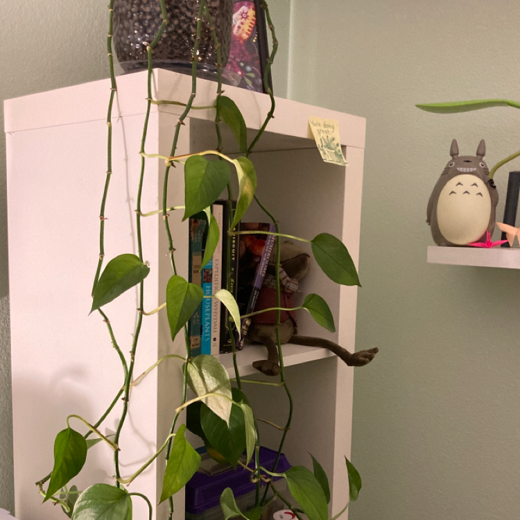 Jade Pothos plant photo by @ElderWildyam named Dave on Greg, the plant care app.