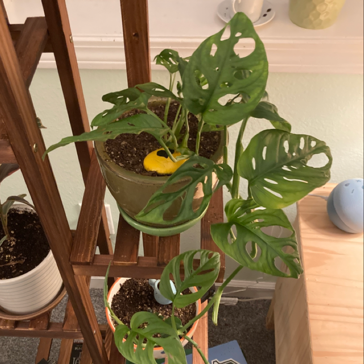 Swiss Cheese Vine plant photo by @ElderWildyam named Delilah on Greg, the plant care app.