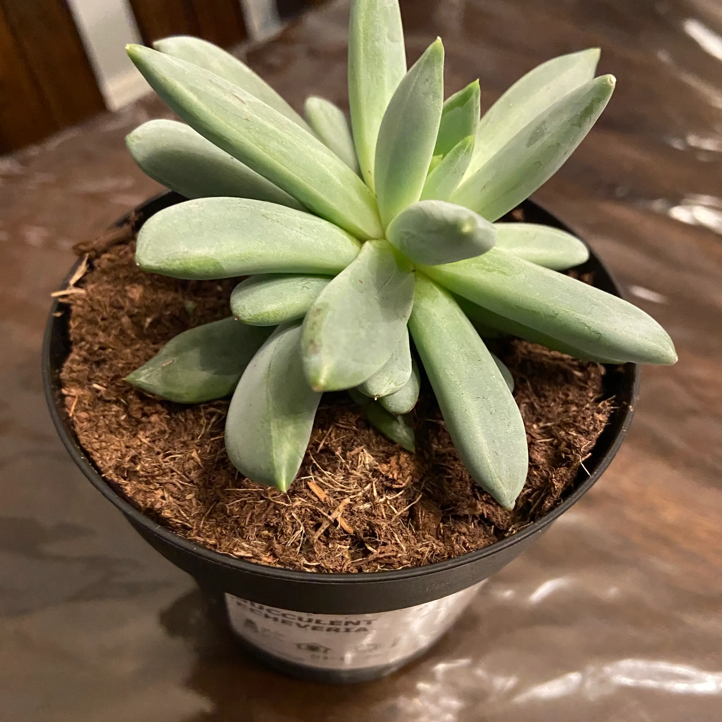 A healthy succulent plant in a small pot with visible soil.