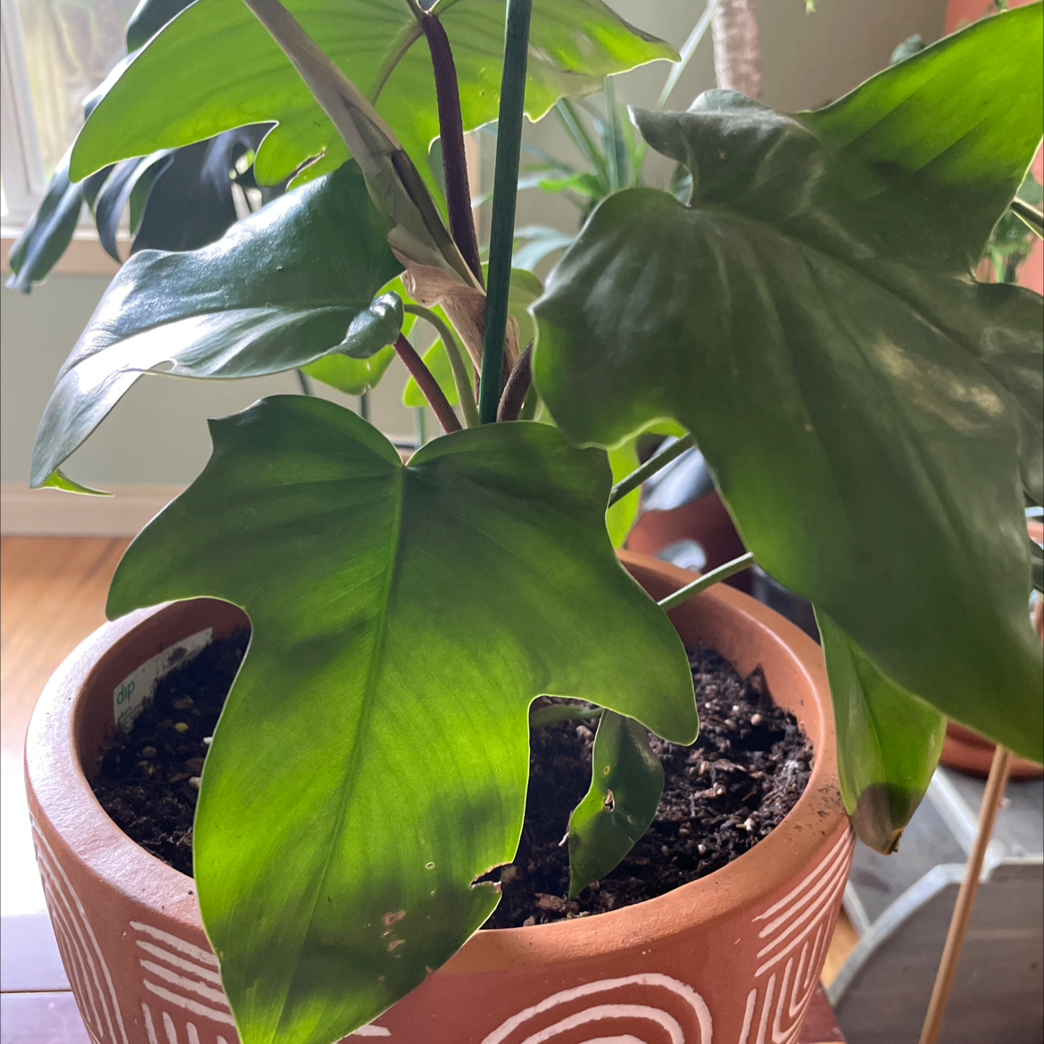 Philodendron 'Florida Beauty' plant in a decorative pot with healthy green leaves.