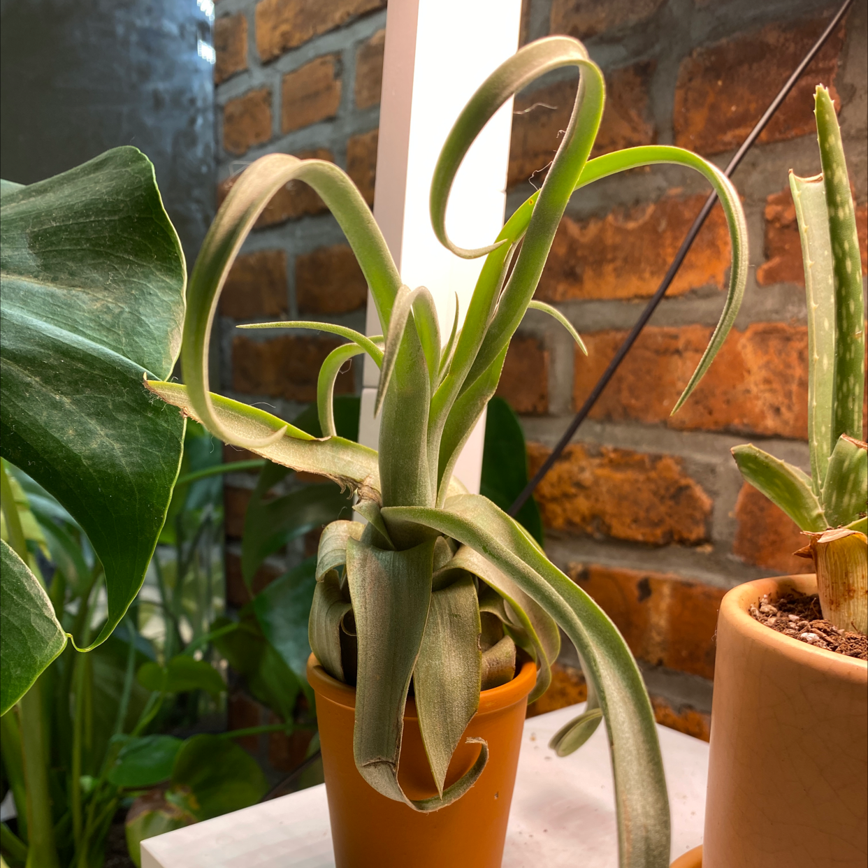 Photo of the plant species Shirley Temple Air Plant by @Hanqing named Spidey on Greg, the plant care app