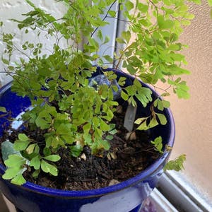 Adiantum Raddianum plant photo by @oceanbacon named Noodle on Greg, the plant care app.