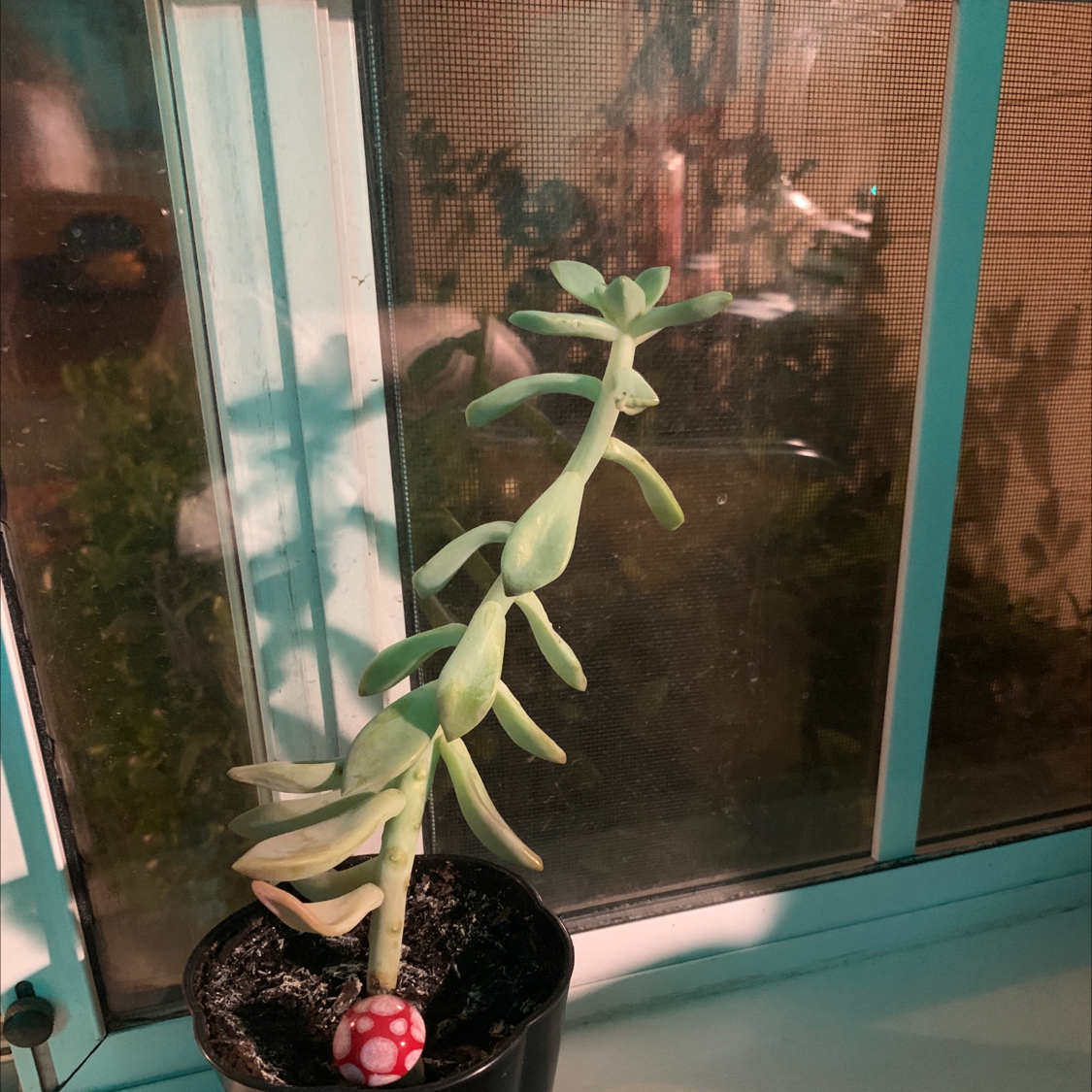 Graptosedum 'Ghosty' plant photo by @oceanbacon named Dippy (dr. funtimes) on Greg, the plant care app.