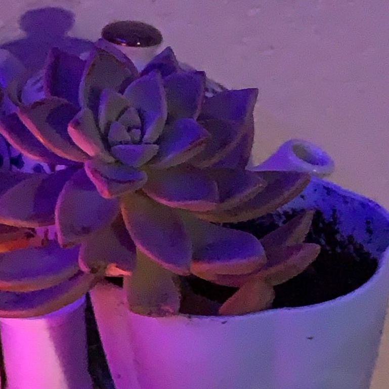 Graptoveria 'Worthy One' plant photo by @oceanbacon named Millie on Greg, the plant care app.