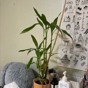 Lucky Bamboo plant photo by @SirGuayule named bambutt on Greg, the plant care app.