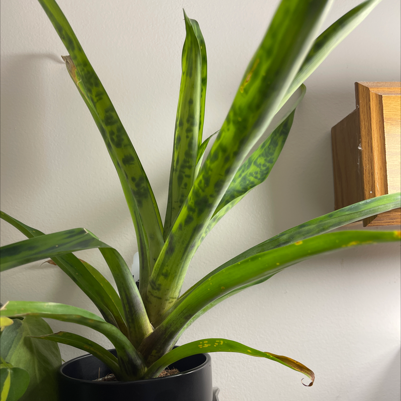 Bromeliad plant with green leaves and dark spots, potted in a black container.