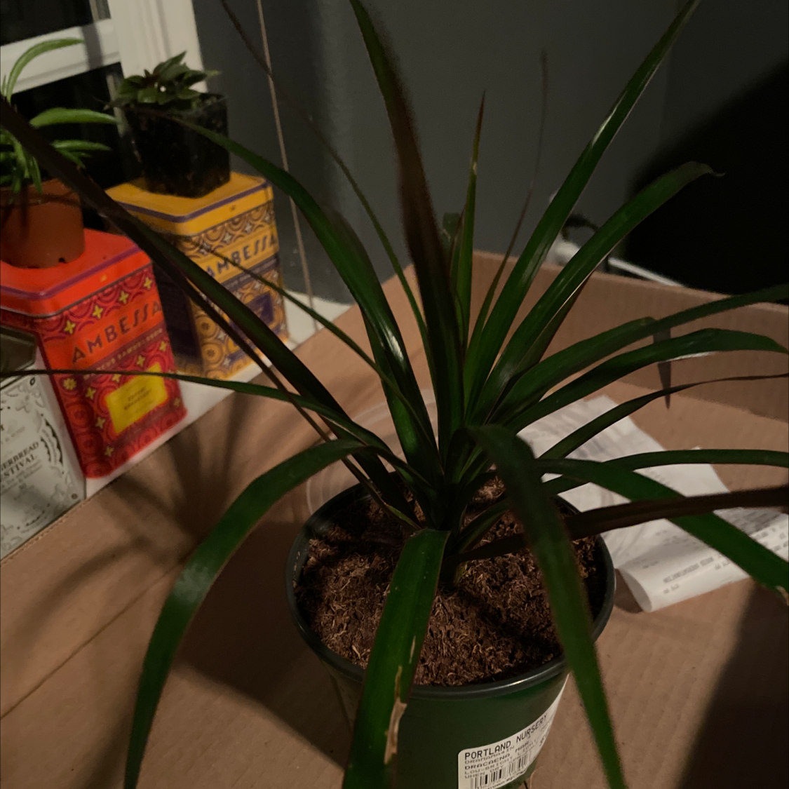 Potted Magenta Dragon Tree indoors with long, narrow leaves. Background includes other plants and decorative items.
