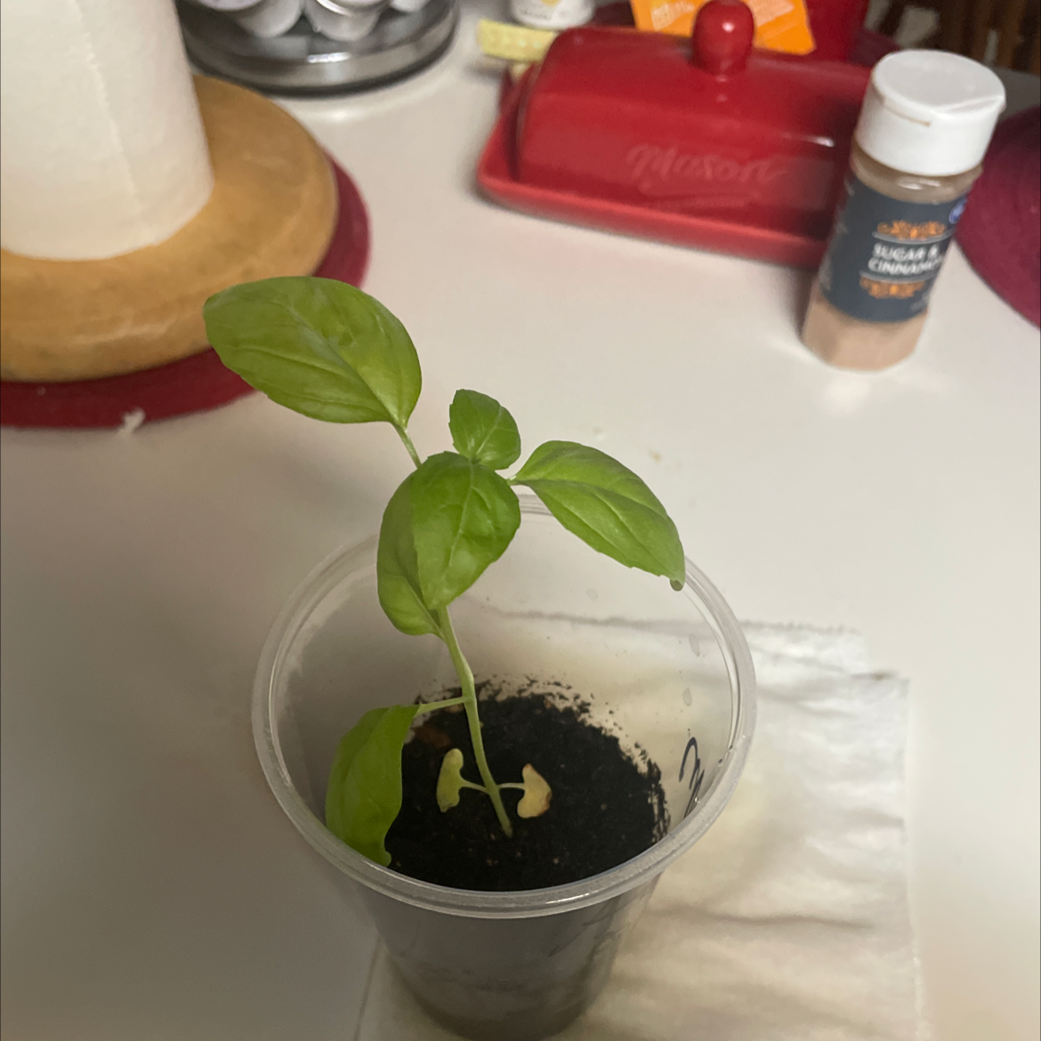 Sweet Basil plant photo by @epicfarter named Robbie on Greg, the plant care app.