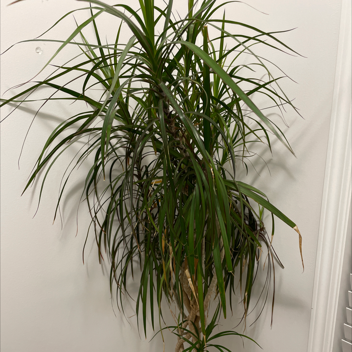 Magenta Dragon Tree with long, narrow green leaves and some browning tips.