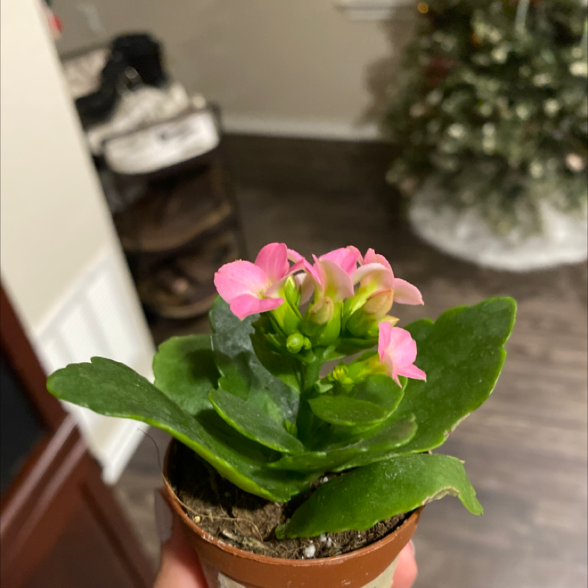 A hand holds a healthy blooming Kalanchoe plant with vibrant pink flowers and green leaves in a terracotta pot.