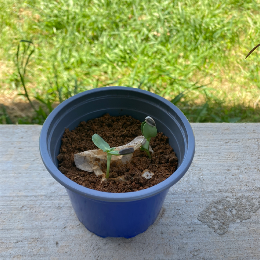 Sunflower seedling in blue pot showing yellowing on cotyledons, indicating it needs more light or nutrients to thrive.
