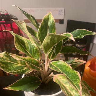 Chinese Evergreen plant in New Orleans, Louisiana