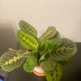 Green Prayer Plant plant in New Orleans, Louisiana
