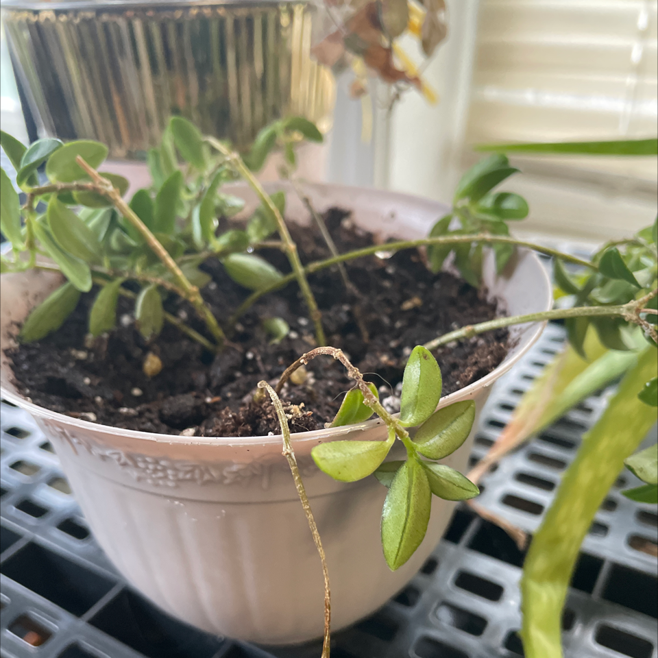 Potted Goldfish Plant with green leaves and visible soil.