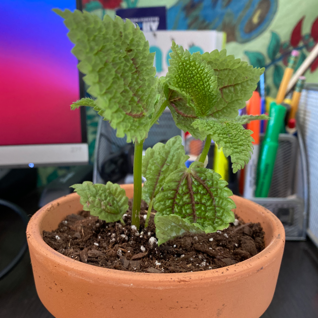 Pilea mollis plant in a terracotta pot with vibrant green leaves and visible soil.