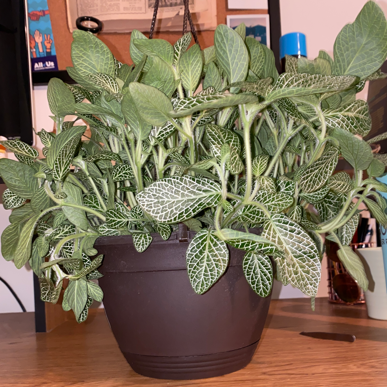 Photo of the plant species White Anne Nerve Plant by @madamebeans named Hanif on Greg, the plant care app