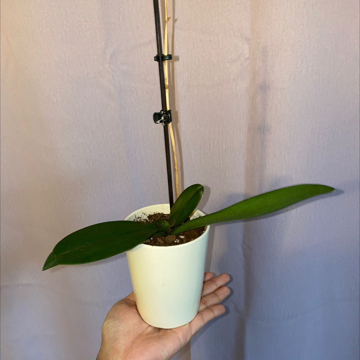 Rubber Plant plant photo by @madamebeans named Luigi on Greg, the plant care app.