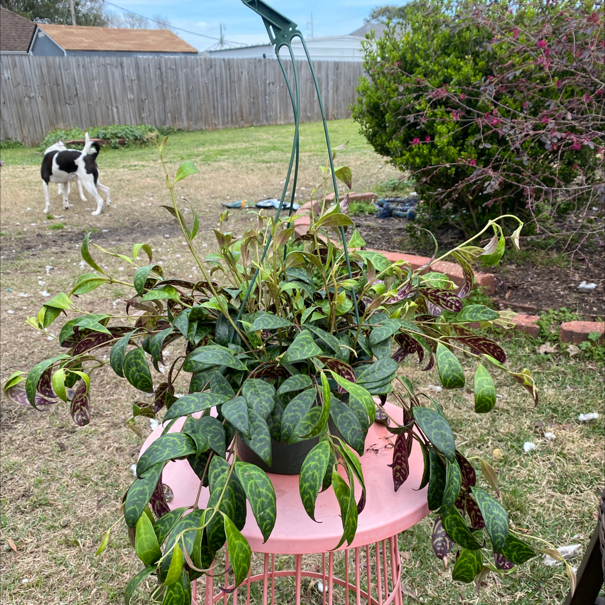 Hanging Lipstick Vine plant with browning leaves, outdoors with a dog in the background.