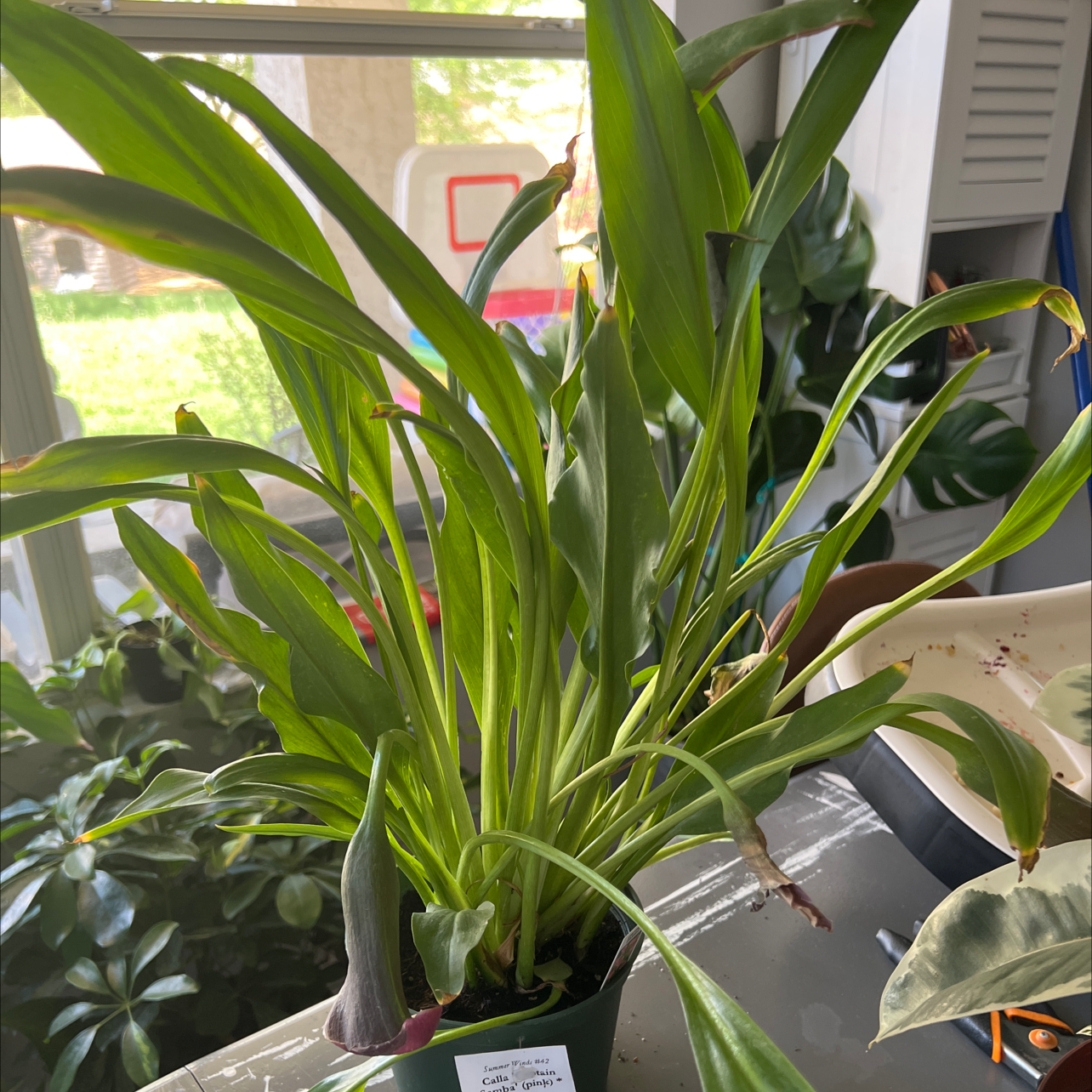 Pink Calla Lily plant with healthy green leaves and slight browning at the tips, placed near a window.